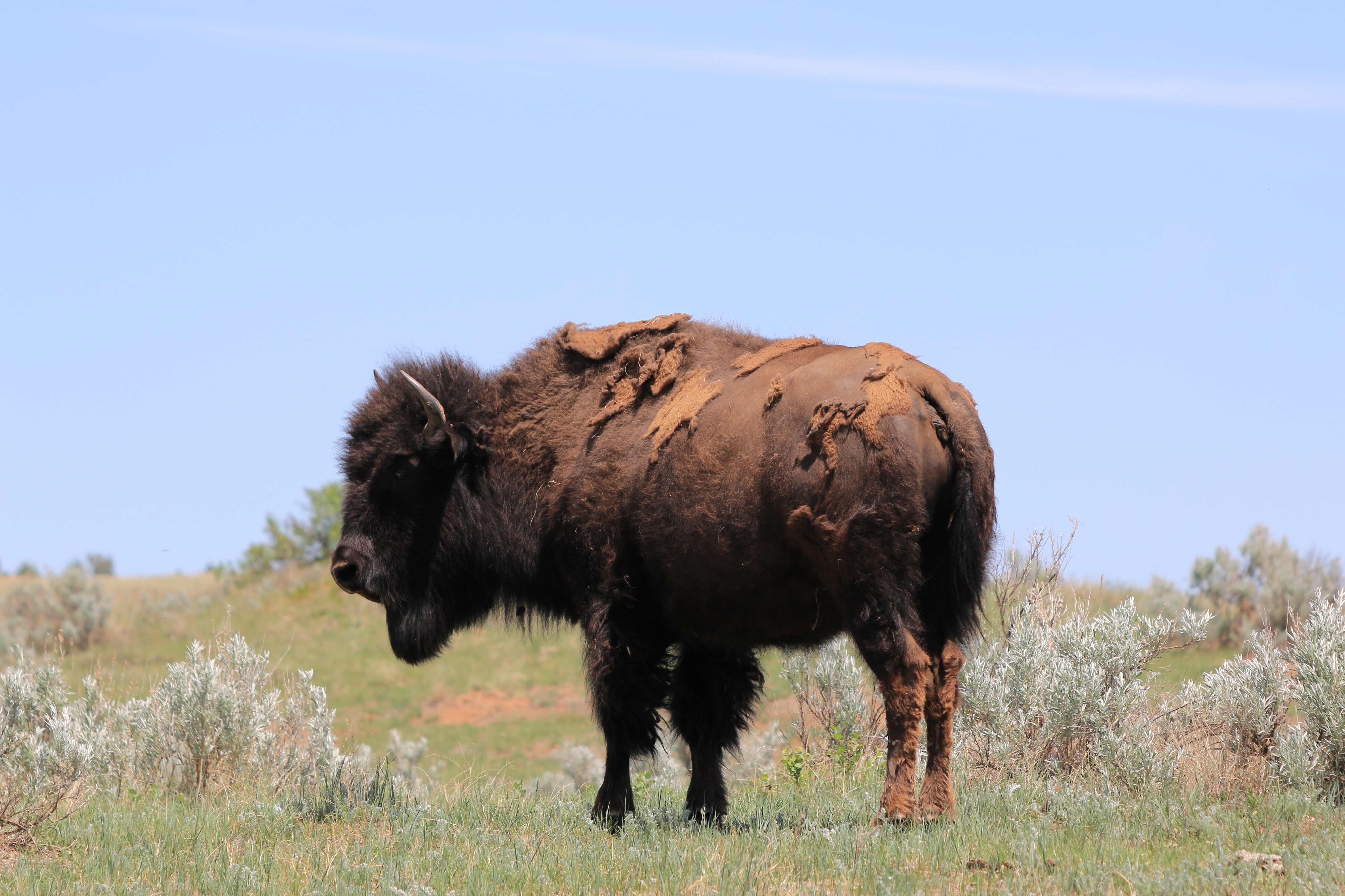 Theodore Roosevelt NP